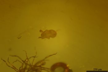 Media type: image;   Entomology PALE-19271